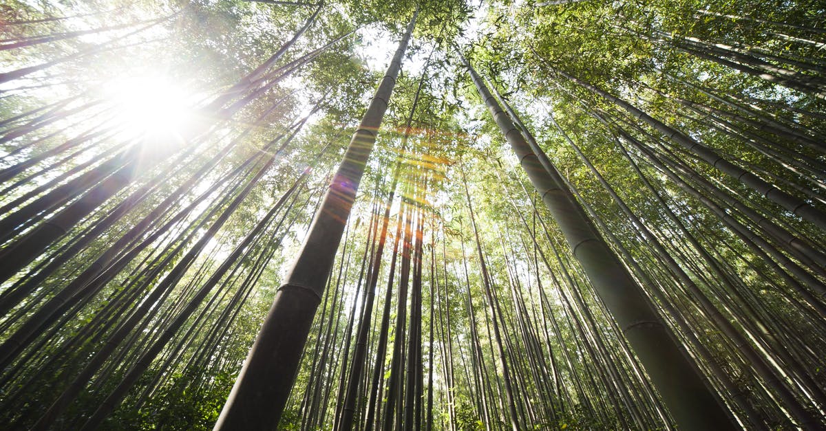 What's up with low visibility in Thailand? - Sunlight over Brown Bamboo Trees