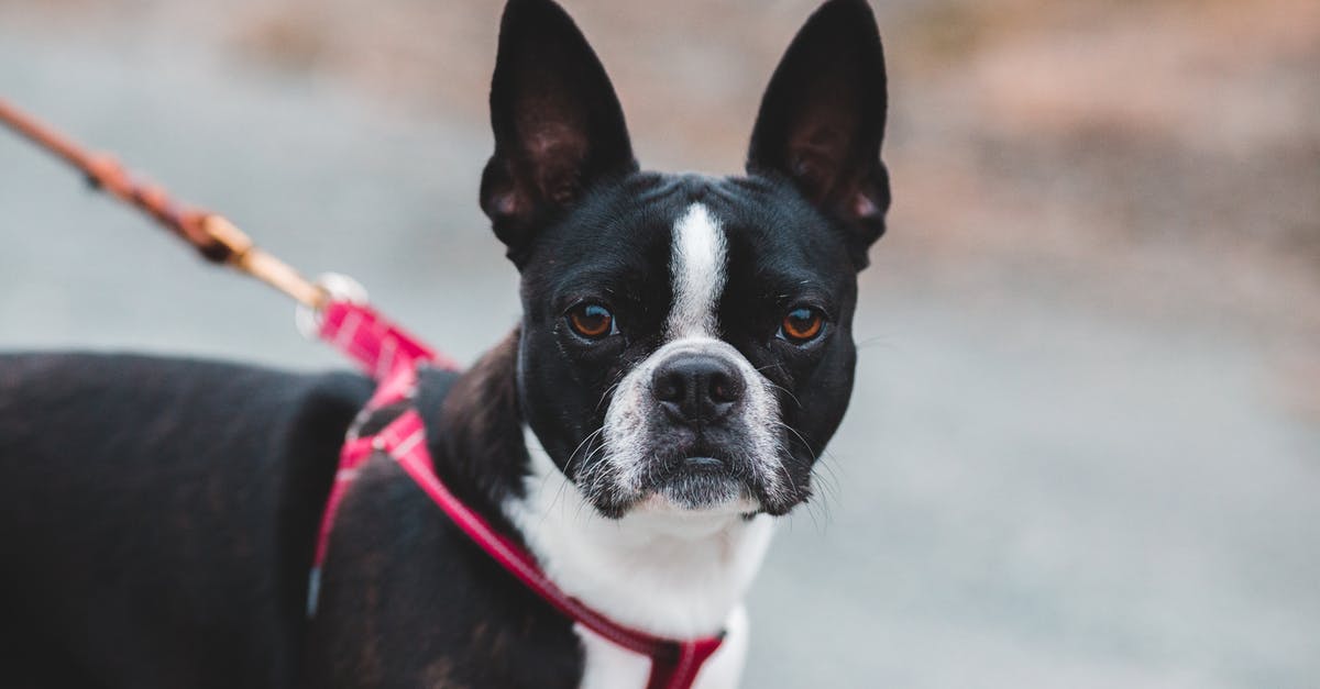 What are Samoan roadside stands selling in white styrofoam cups? - Purebred domestic dog on leash standing on asphalt near roadside on background and looking at camera during walk in nature