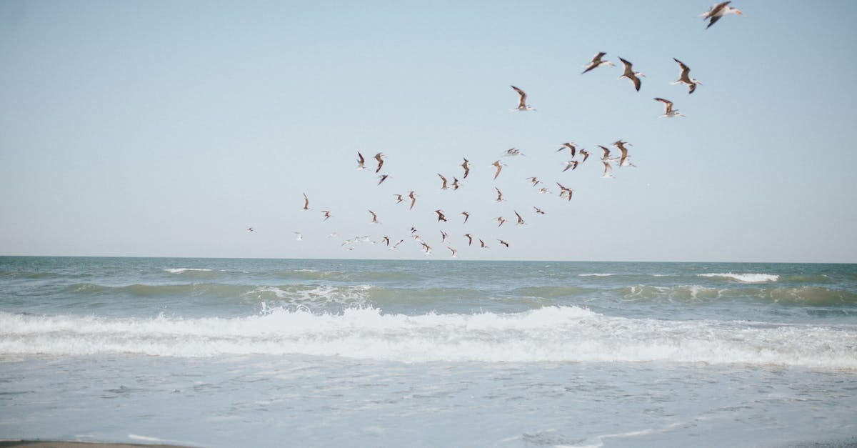What are the best ways to prevent and/or relieve sand fly bites? - Birds flying on blue sky over waving sea
