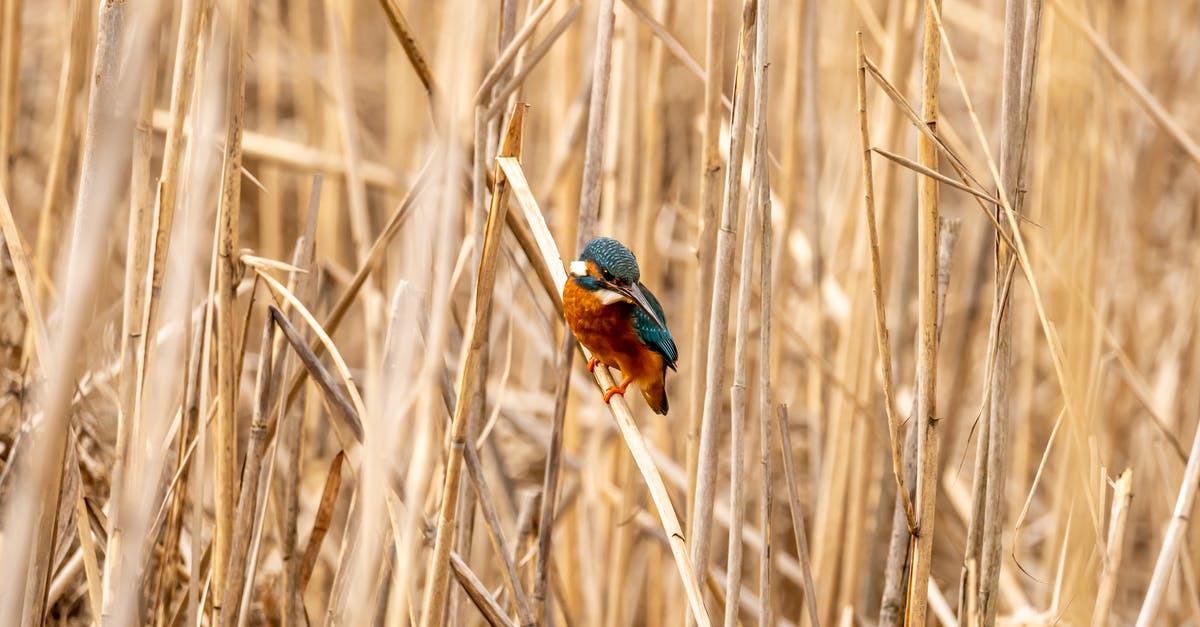 What are the most common Greek-made cigarettes? - Bird Perched on Dry Reed Field