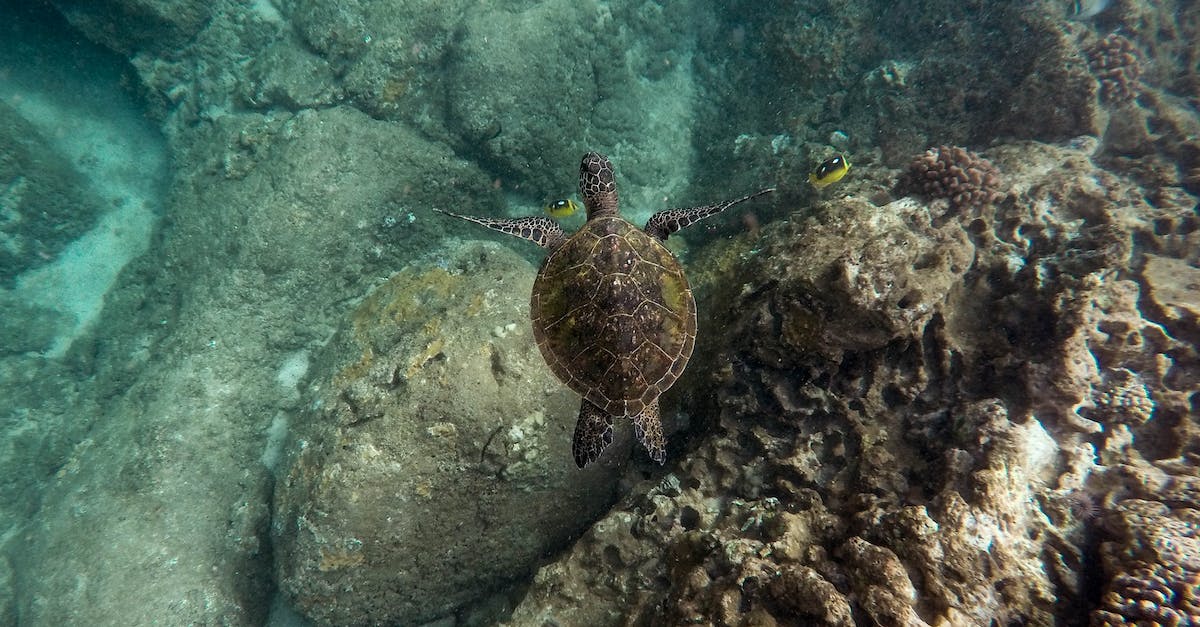 What are the most diverse places to go snorkeling in Hawaii for fish and coral? - Black sea turtle swimming near a shallow coral reef
