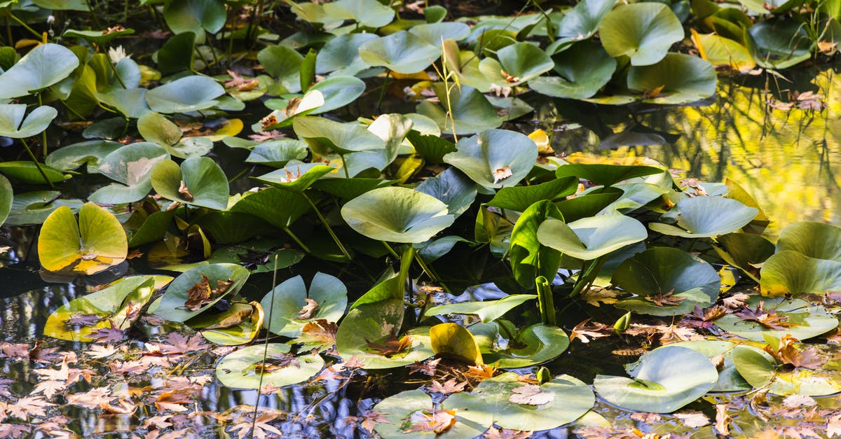 What are the "driest" places in Ecuador around March - Free stock photo of aquatic, autumn, background