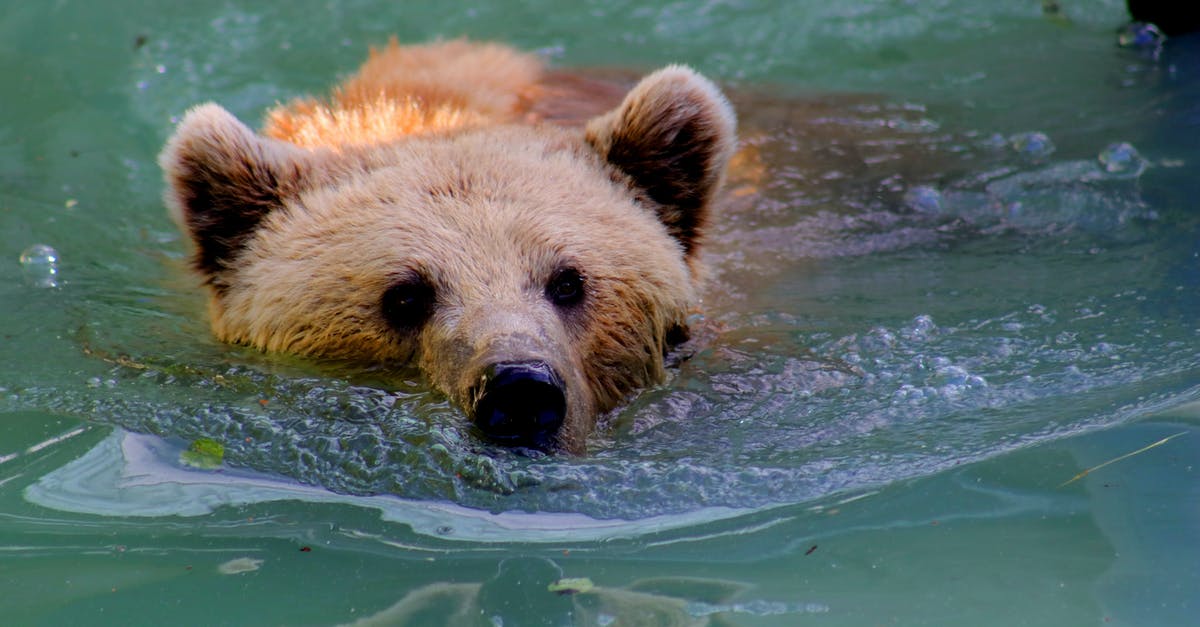 What are the risks associated with swimming in the Mekong River? - Grizzly Bear Swimming in Water