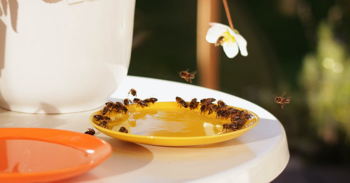 What are the risks of drinking tap water in Vietnam? - White Ceramic Round Plate With Brown and Black Food on It