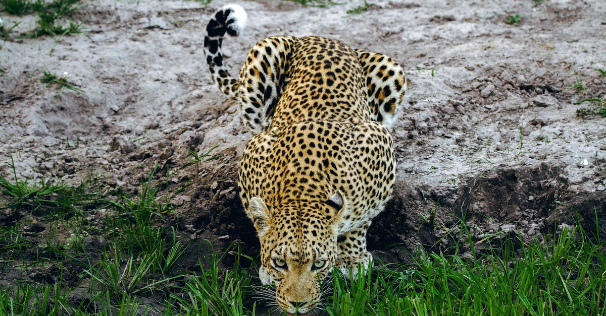 What are the risks of drinking tap water in Vietnam? - Leopard Lying on Ground