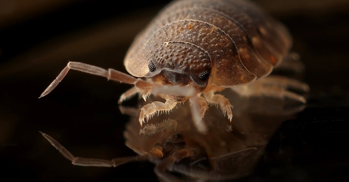 What are the signs of a bed bug infestation? - Brown 8 Legged Insect on Black Surface