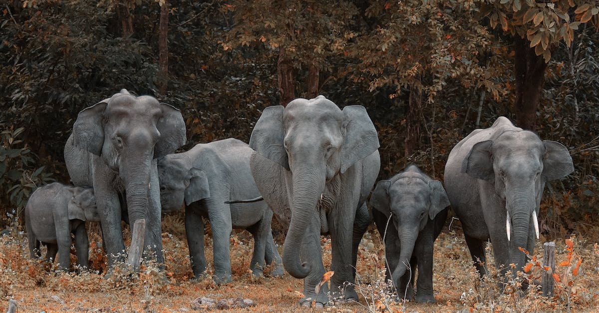 What are the travel scenarios that include walking? [closed] - Gray Elephants Walking on Field