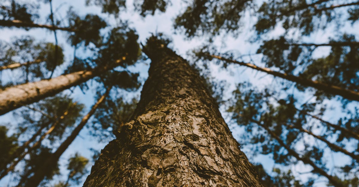 What are the weather conditions in Macedonia in May? - Low angle of tall coniferous tree with uneven brown bark under tree crown condition in woodland against light blue sky