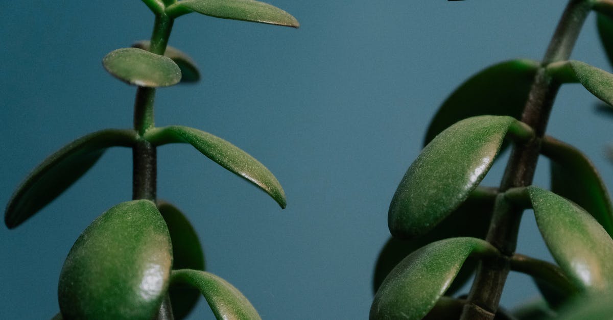 What are these small green rocket-shaped objects floating in the Danube? - Succulent plant with green leaves on blue background