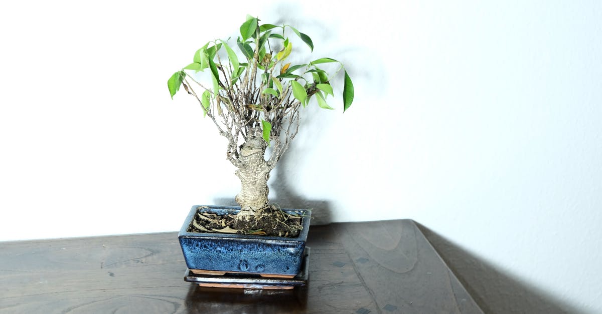 What are these small green rocket-shaped objects floating in the Danube? - Bonsai plant with green leaves and thick stem in flowerpot placed on table in room