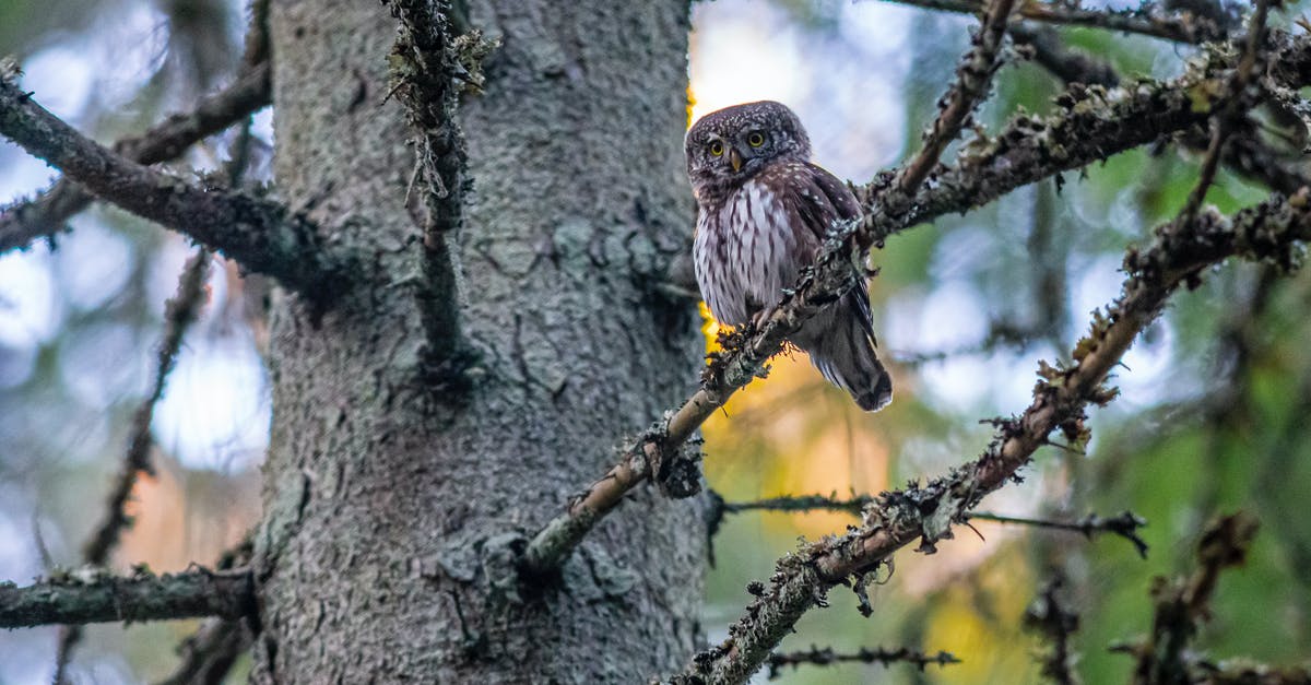 What can I do one day in Tehran? [closed] - Pygmy Owl Perched on Tree Branch