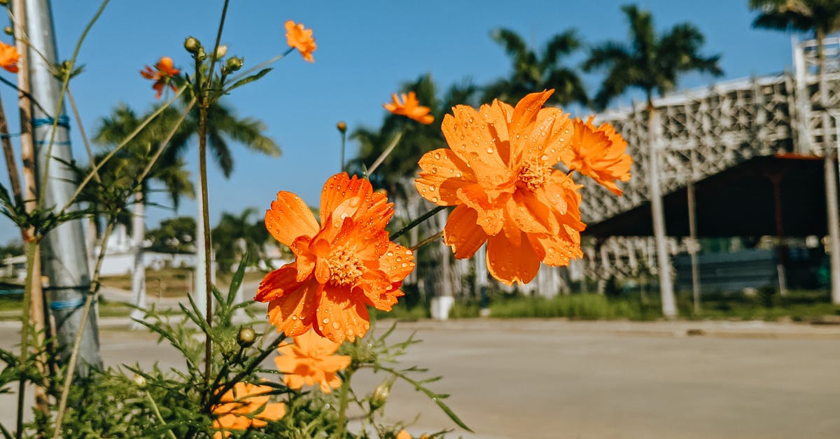 What city is this? [closed] - Orange Flowers Growing on a Sidewalk 