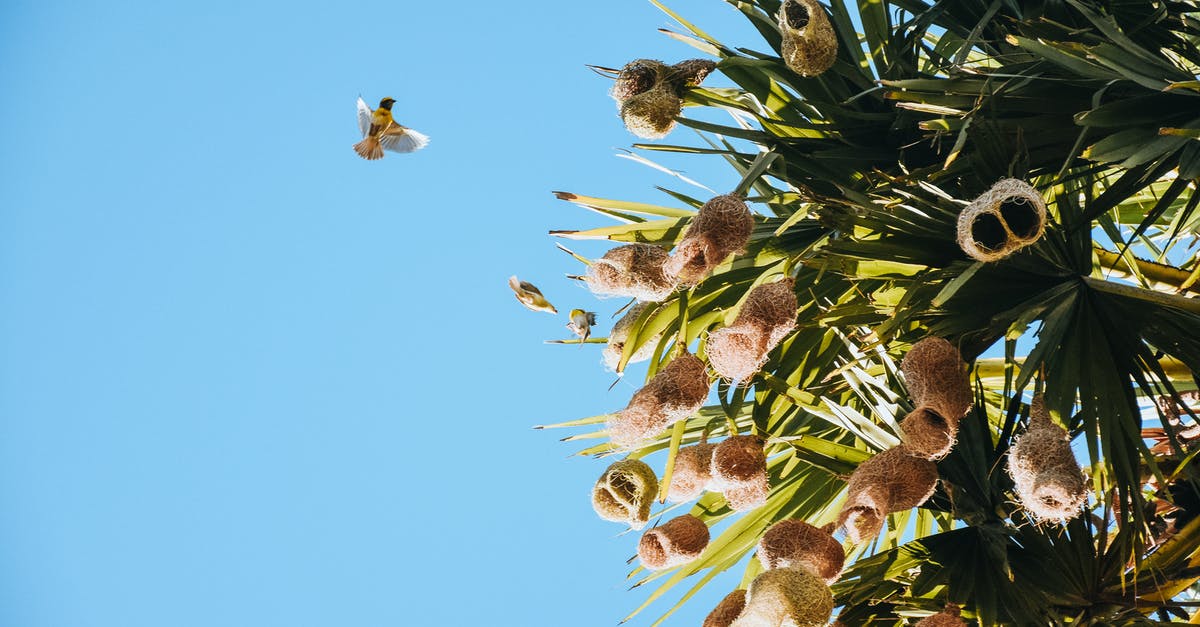 What could be the reason for Visa refusal below? [closed] - Bird Flying to Nests on Yucca Tree