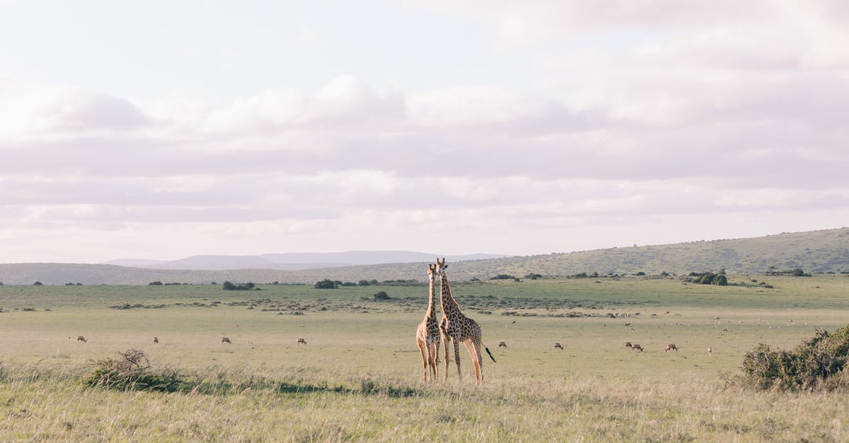 What destinations does Air Calin class as long haul? - Giraffes with long necks on grass lawn against mountains under cloudy sky on summer day