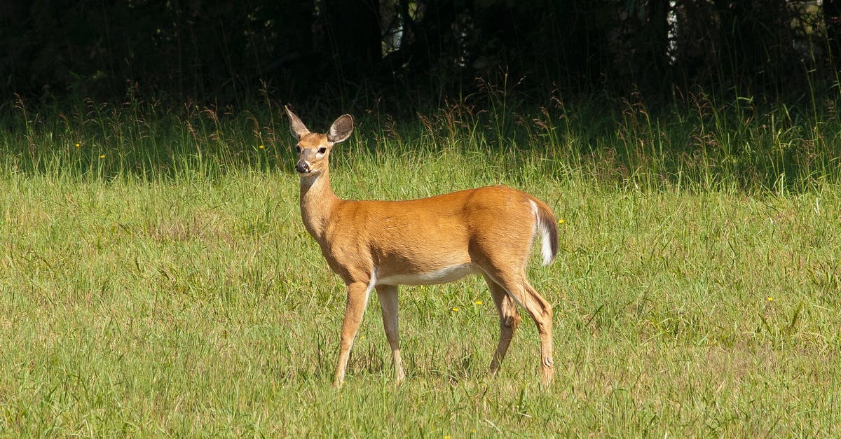 What does a CharlieCard cost? - Brown Deer