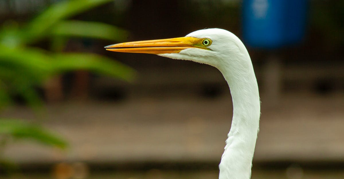 What does “voluntarily elected to depart the U.K.” mean? [closed] - White Swan in Shallow Focus Lens