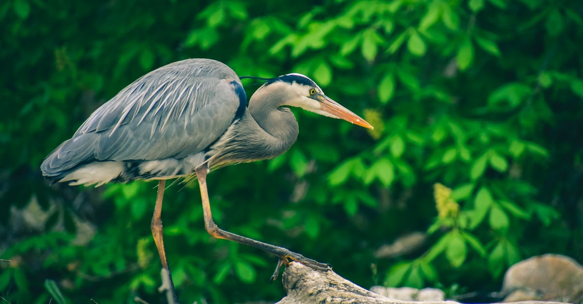 What does “voluntarily elected to depart the U.K.” mean? [closed] - Grey Heron Perched on Brown Wooden Stick