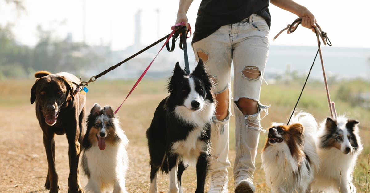 What does "Drive Friendly -- The Texas Way" mean? - Crop anonymous female owner strolling with group of dogs of different breeds on leashes on rural road in sunny countryside