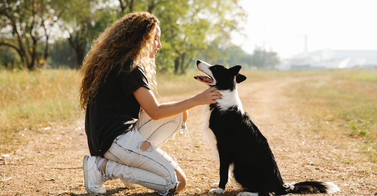 What does "Drive Friendly -- The Texas Way" mean? - Full body side view of female owner caressing cute black Border Collie on rural road in countryside on summer day