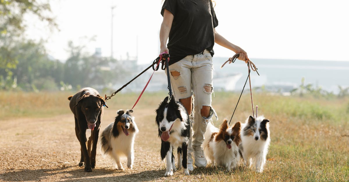 What does "Drive Friendly -- The Texas Way" mean? - Crop positive female strolling on path with group of dogs on leashes in rural area of countryside with green trees