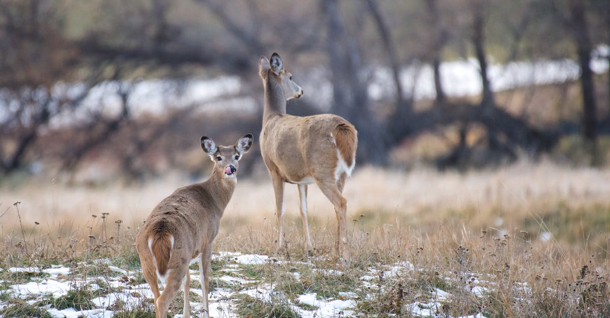 What does YCWCYODFTRFDTY mean? - Deer on a hill