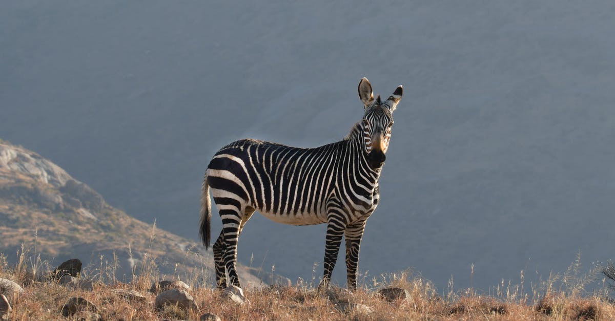 What federal reserve banks / branches can solo travelers visit? [closed] - Photo of zebra