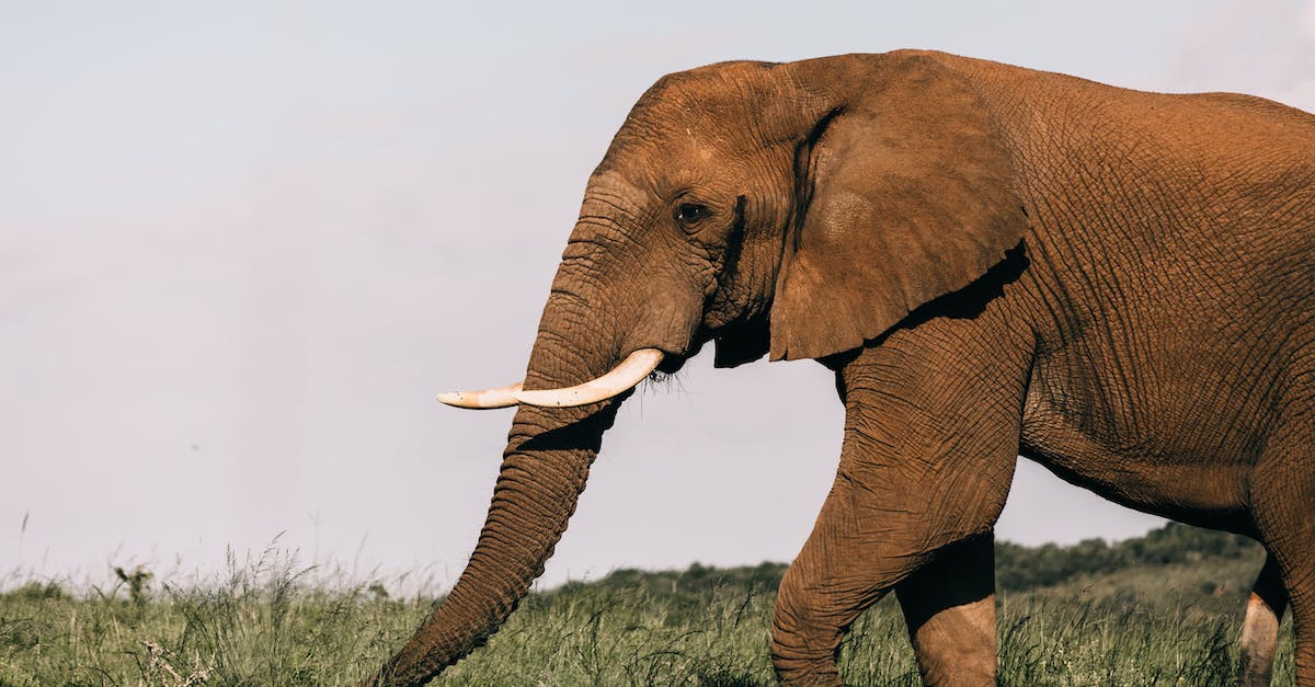 What game can I eat in South Africa? - Huge wild elephant eating fresh green grass while pasturing alone in natural habitat on sunny summer day