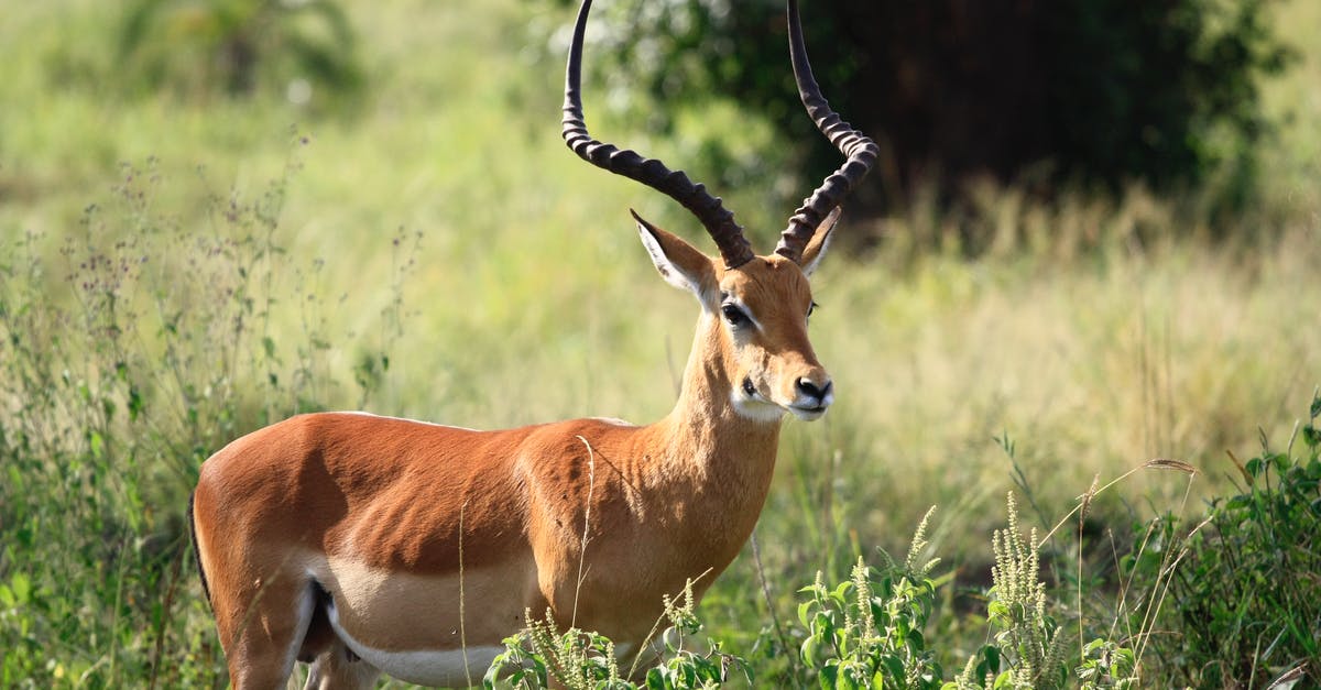 What game can I eat in South Africa? - Close-up Photography of a Antelope