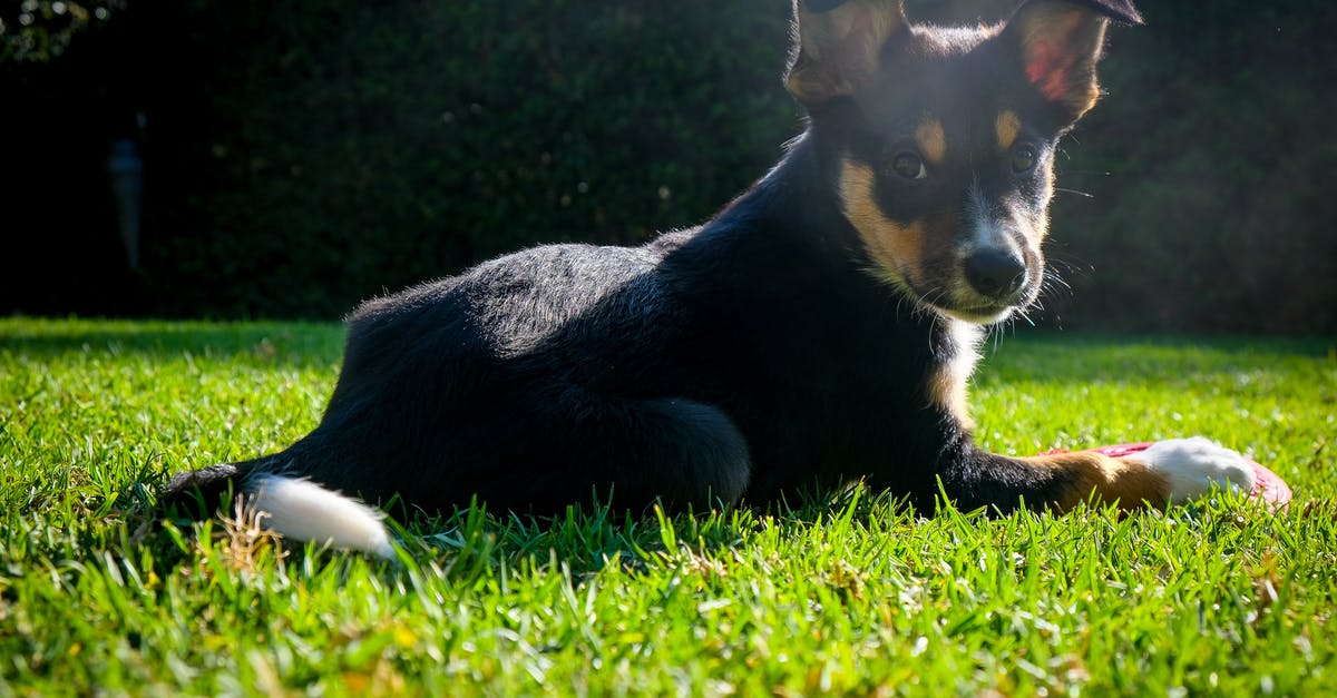 What happens if a Filipino/Australian overstays in the Philippines? - Close-Up Shot of an Australian Kelpie Lying Down on the Grass