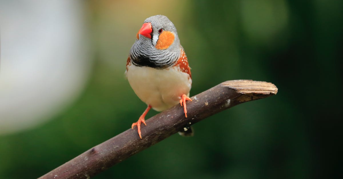 What happens if a Filipino/Australian overstays in the Philippines? - White Orange and Black Bird on Brown Tree Branch