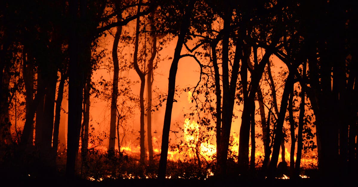 What happens if you bring a dangerous item to a cruiseship - Photo Of Burning Forest