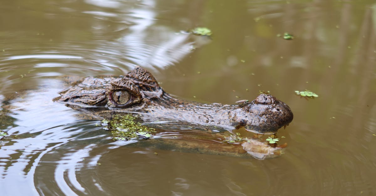 What happens if you bring a dangerous item to a cruiseship - Caiman