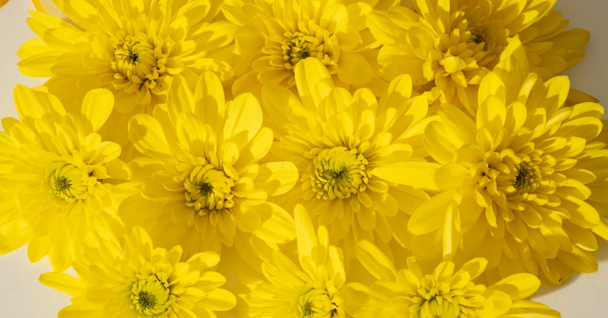 What is a good gift to bring from Sweden for CouchSurfing hosts? [closed] - From above closeup of bright yellow chrysanthemum flowers composed in lush bouquet in daylight