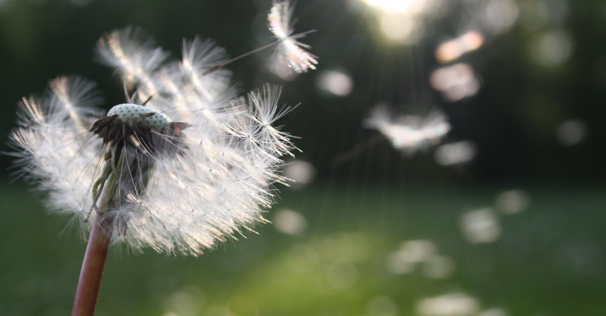 What is a single-entry Schengen visa? [duplicate] - White Dandelion Flower Shallow Focus Photography