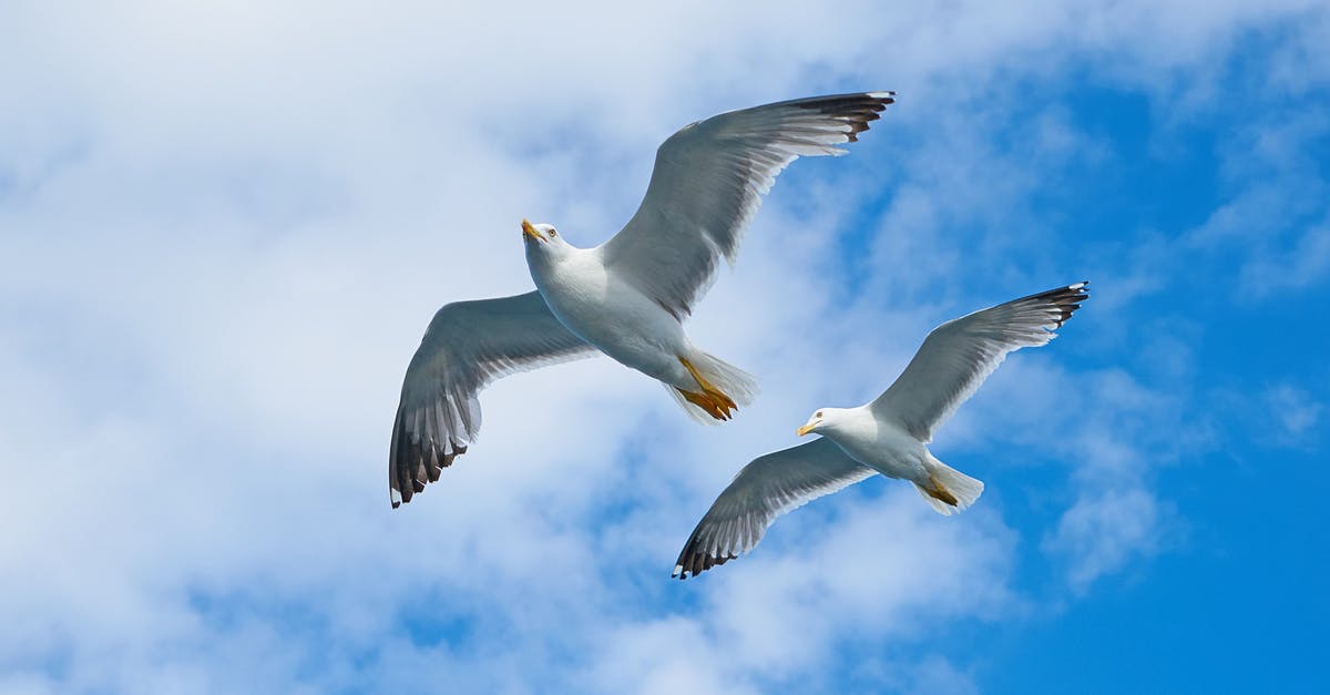 What is Air China required to do if they cancelled a Chinese domestic flight 40 days in advance? - Two White Birds Flying Under Cloudy Sky