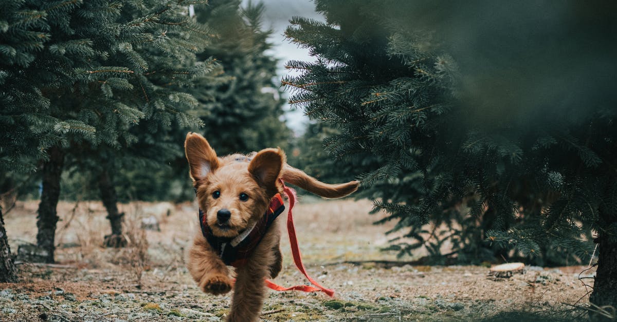 What is Taiwan's stance on visa runs? - Goldendoodle Running near Trees