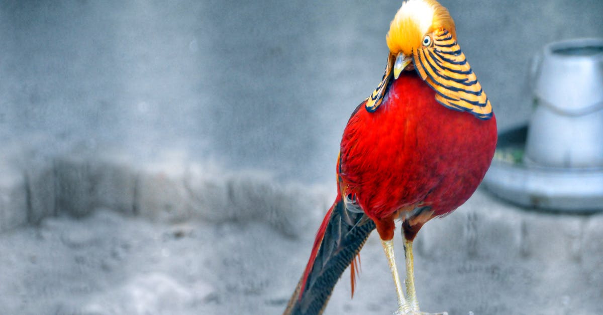 What is the best travel ticket for travelling around Switzerland? - Red and Brown Bird Standing on Grey Wood Stump