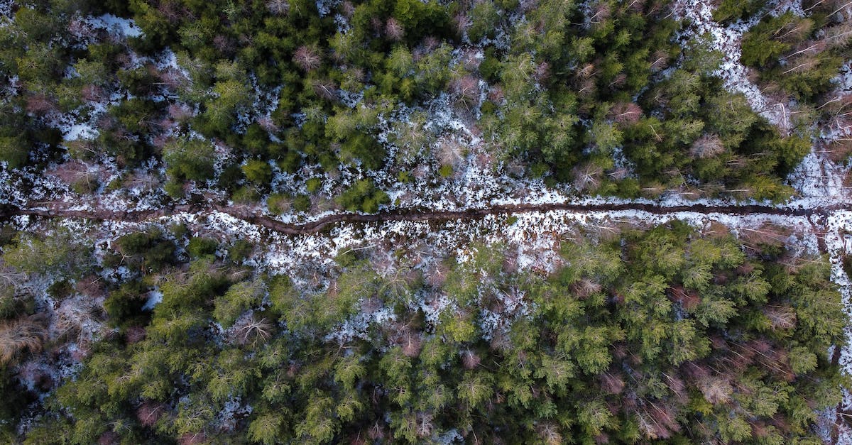 What is the cheapest way to see snow from Singapore? - Pathway Surrounded By Trees