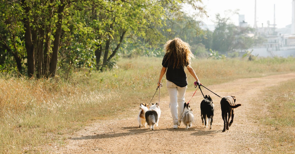 What is the most efficient way to pack a bag? - Full body back view of anonymous female owner strolling with pack of obedient dogs on rural road in countryside with trees