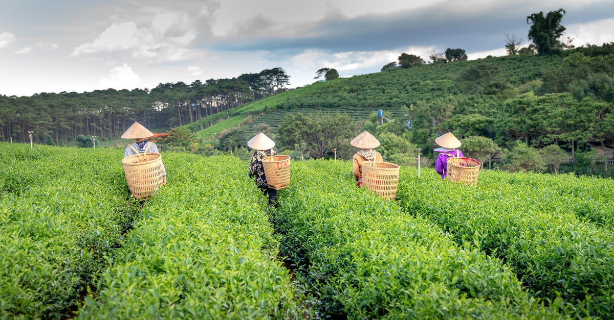 What is the purpose of the "religion" field on the Vietnam EVisa application? - Back view of faceless farmers in Vietnamese hats carrying straw bags while working on tea plantation during harvesting season What is the purpose of the "religion" field on the Vietnam EVisa application? - Back view of faceless farmers in Vietnamese hats carrying straw bags while working on tea plantation during harvesting season