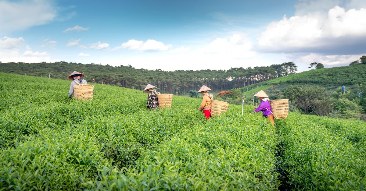 What is the purpose of the "religion" field on the Vietnam EVisa application? - Anonymous people in straw hats collecting green tea leaves into harvest baskets on plantation What is the purpose of the "religion" field on the Vietnam EVisa application? - Anonymous people in straw hats collecting green tea leaves into harvest baskets on plantation