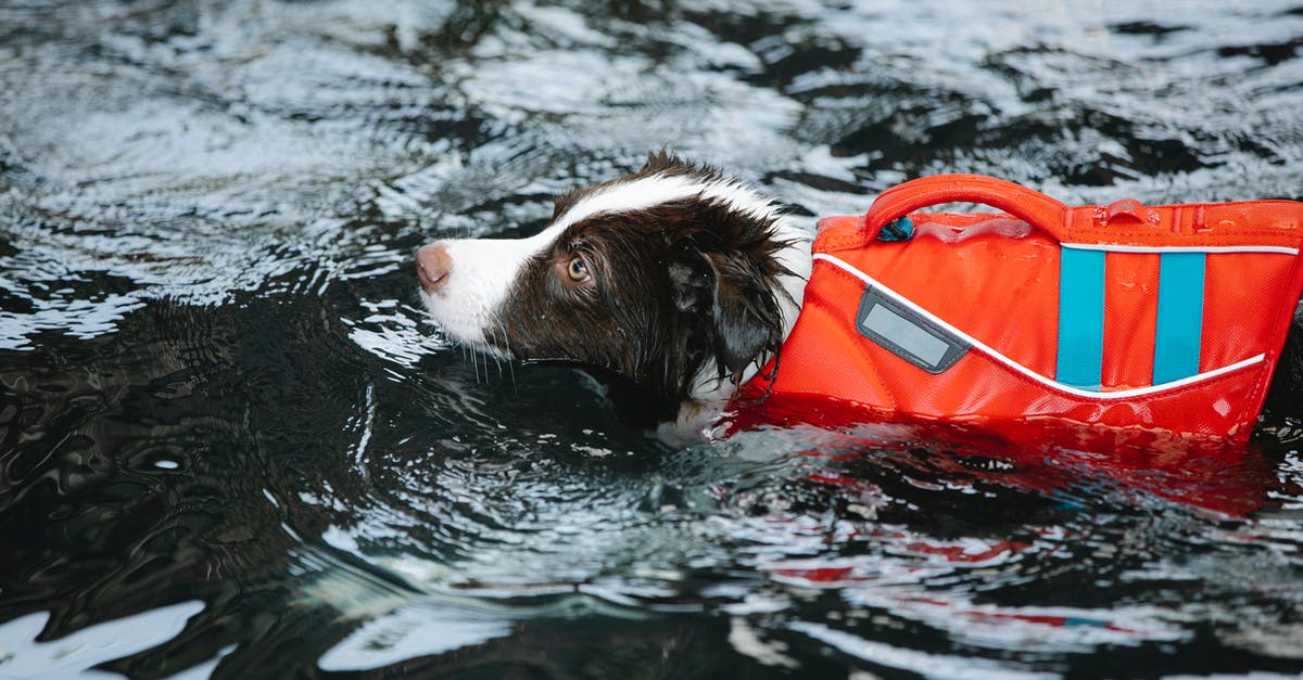 What is this black spot in Syria? - Adorable dog in life jacket swimming in water