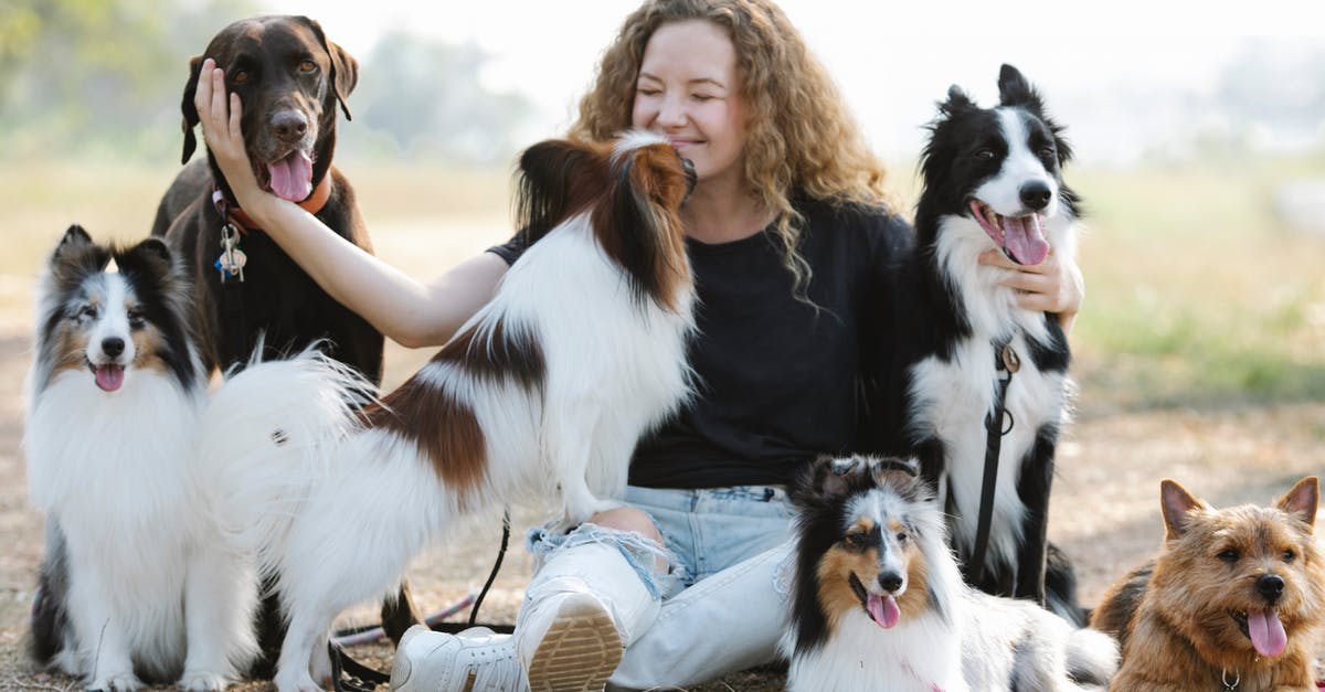 What kind of visa? [closed] - Papillon licking face of woman stroking Labrador Retriever in nature