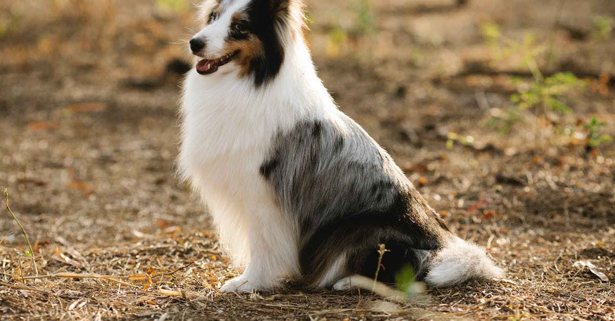 What kind of Visa do I need to land on the EuroAirport Basel-Mulhouse-Freiburg? - Cute purebred dog with fluffy coat and open mouth looking away while sitting on land in sunlight