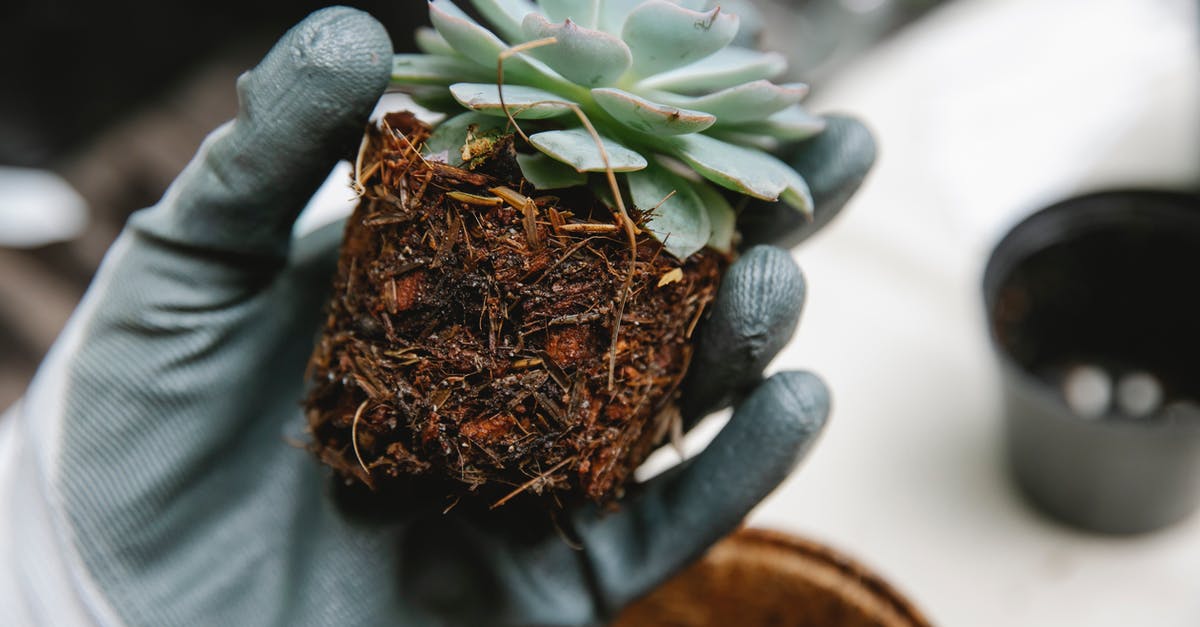 What parts of Australia tend to have hostels? - Crop gardener transplanting plant with roots