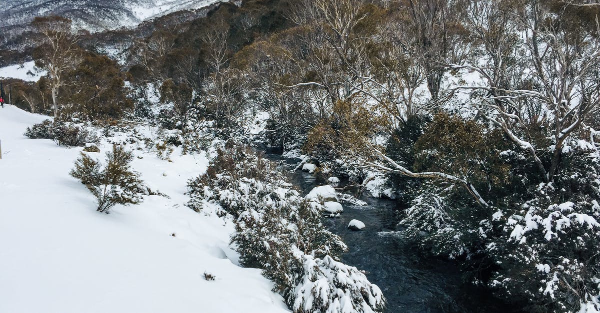 What parts of Australia tend to have hostels? - Brown Bare Trees on Snow Covered Ground Near Body of Water