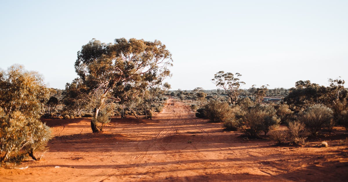 What path do flights across Australia take? - Exotic trees growing in national park on sunny day