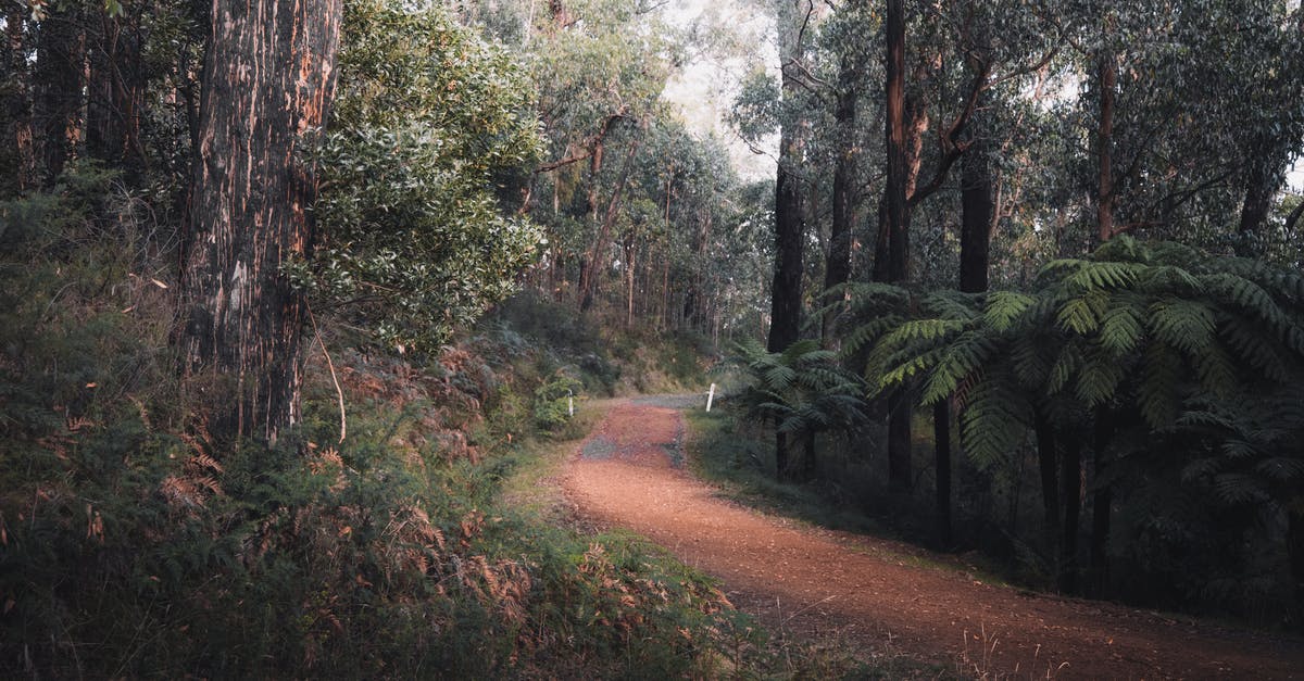 What path do flights across Australia take? - Brown Dirt Road Between Green Trees