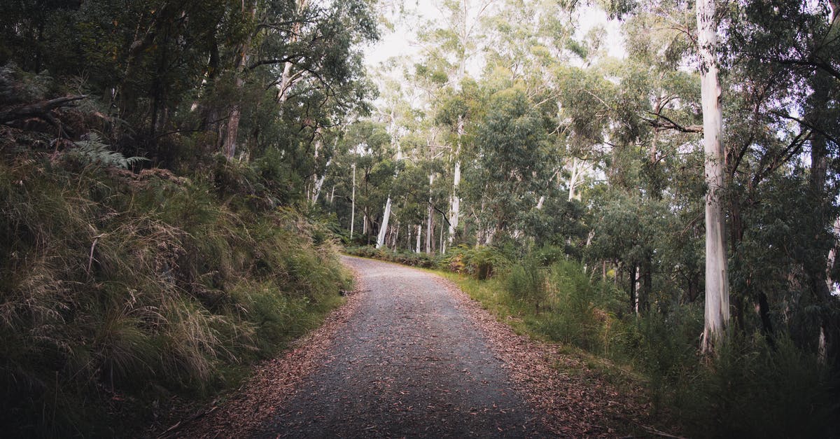 What path do flights across Australia take? - Gray Road Between Green Trees