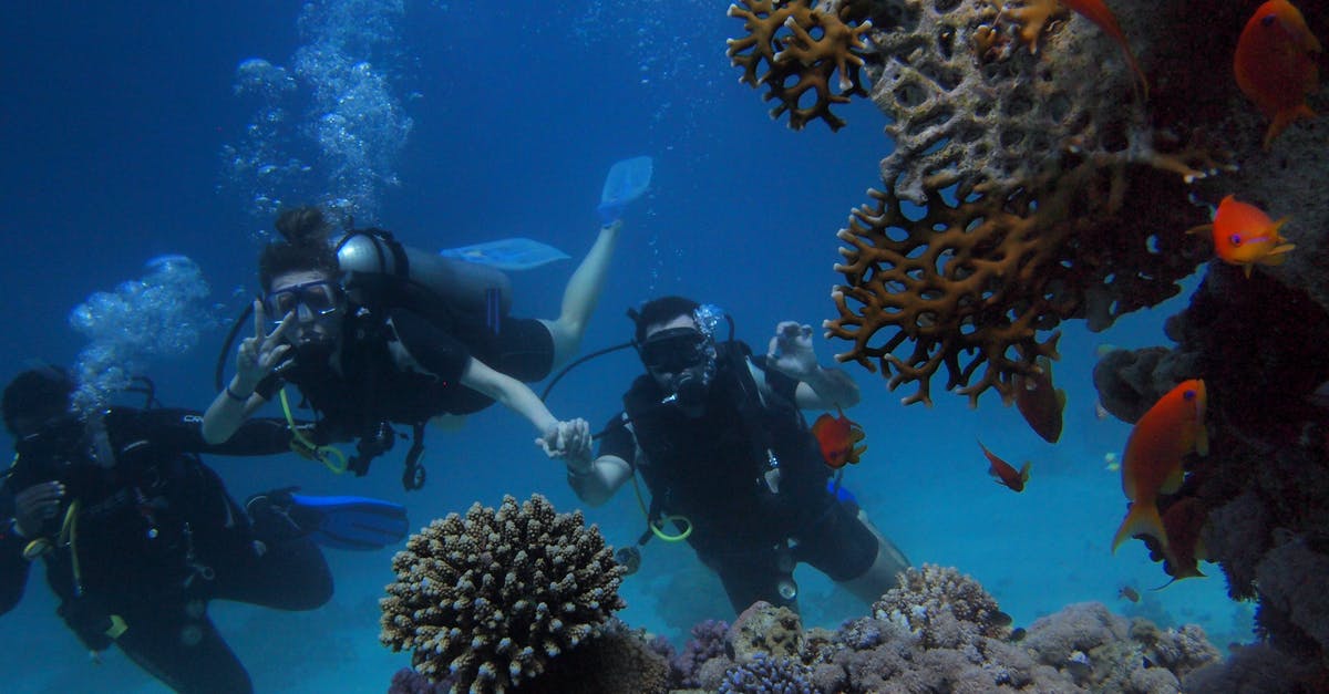 What places offer both good scuba diving and surfing? - Three People Diving On Body Of Water